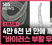 [스브스픽] 빙하기에 얼었던 벌레…4만 6천년 만에 깨어났다