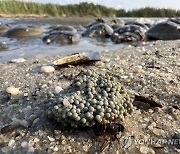 Horseshoe Crab Blood Harvest