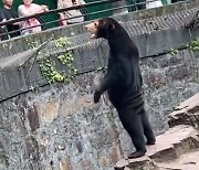 “곰 인형 탈 쓴 사람 아냐?” 中 동물원, 가짜 곰 논란 터지자