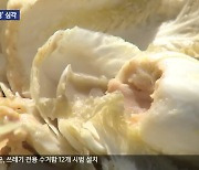 장마 뒤 폭염에 고랭지 채소 ‘무름병’ 비상