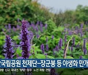 태백산국립공원 천제단-장군봉 등 야생화 만개