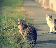 Another cat with bird flu confirmed in Seoul