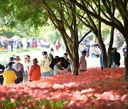 9월 개최 영광 상사화 축제 '유료화'