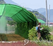 한국의 여름