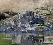 검은댕기해오라기의 무더위를 견디는 법