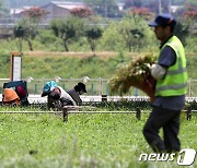 '전국이 펄펄' 폭염 사망자 속출…소양호 50년 만에 녹조