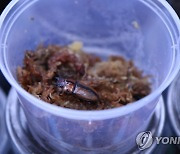 멸종위기 '두점박이사슴벌레' 인공증식 후 자연으로