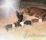 전남도, 폭염 피해 예방 예비비 63억원 지원