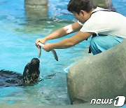 보양식 먹는 물개