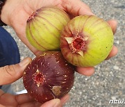 영암군, 상품성 떨어진 무화과 100톤 직접 수매 나서