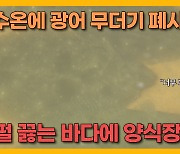 [자막뉴스] 펄펄 끓는 바다.. '광어 집단 폐사' 양식장 어쩌나