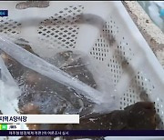 펄펄 끓는 바다...고수온 폐사까지  '비상'