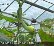 폭염에 오이·애호박 수확량 반 토막…농민 울상