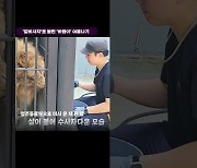 ‘갈비사자’로 불린 ‘바람이’ 청주동물원 생활 한달 만에 건강 회복[현장에서]