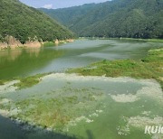 [화보]물감을 풀어 놓은 듯 짙은 녹색을 띤 소양호 녹조