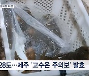 '수온 28도' 펄펄 끓는 제주 바다…양식장 폐사 피해 속출