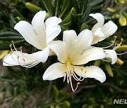 만개한 순백색 위도상사화(相思花)