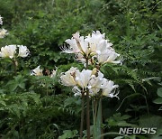 순백으로 만개한 부안군 위도 상사화(相思花)