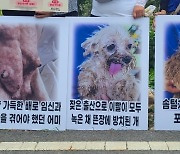 동물보호단체들이 가리킨 '불법의 연결고리'…"반려동물 경매장, 폐쇄돼야"