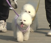 "우리동네 동물병원 진료비 얼마?"…같은 지역서도 16배 차이