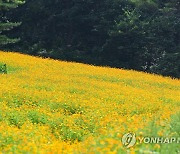 황금색으로 물든 정선 병방산 군립공원