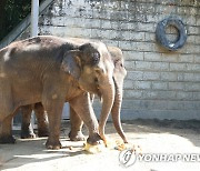 무더위 녹이는 코끼리 얼음간식