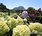 유럽수국 만개한 제주