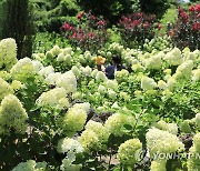 유럽수국 만개한 제주