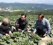 정황근 장관, 강원 고랭지 배추 산지 점검