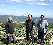 정황근 장관, 강원 고랭지 배추 산지 점검