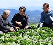 강원 여름배추 생산 현장 점검하는 정황근 장관