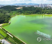 광주 풍암호수공원 '여름 불청객' 녹조 올해도 되풀이