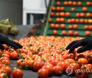 화천토마토축제 개막…토마토 출하 한창