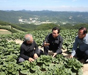 정황근 장관, 안반데기 배추무름병 방제·안정적 출하 당부