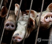 “돼지 사육 공간 늘려라”...美 동물복지 강화에 삼겹살 가격 3배 급등