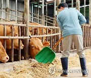 폭염 대비하는 한우 축산업자