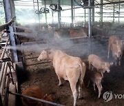 폭염속에 축사 온도 낮추기 위해 총력전