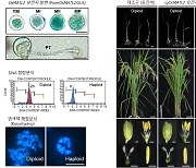 전남대 연구팀, 벼 신품종 개발시간 단축