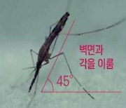 [1분건강] 파주서 ‘말라리아’ 모기 발견…긴옷 입고 모기기피제 꼭 쓰세요