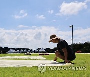 제주 전통 염색 체험