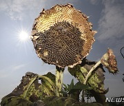 뜨거운 햇빛에 말라가는 해바라기