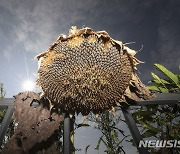 뜨거운 햇빛에 타버린 해바라기