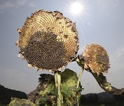 뜨거운 햇빛에 말라가는 해바라기