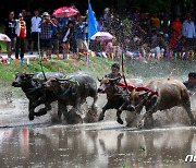 [포토] 벼 재배철 알리는 태국 '버팔로 경주 축제'