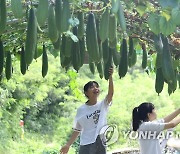 입추, 여물어가는 수세미