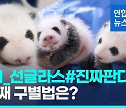 [영상] "몸무게 1kg 넘었다"…쌍둥이 판다, 한달 만에 6~8배 폭풍성장