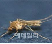 일본뇌염 바이러스 품은 모기, 대구서 잡혔다