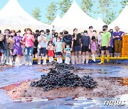 '보랏빛 향연' 영동포도축제 24~27일 열린다…친환경·체류형 변모