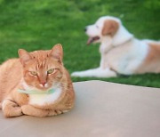 '생태 보고' 갈라파고스 휘젓는 개·고양이…"이구아나도 죽여"