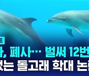 [D리포트] 12번째 돌고래 폐사…끝없는 학대 논란